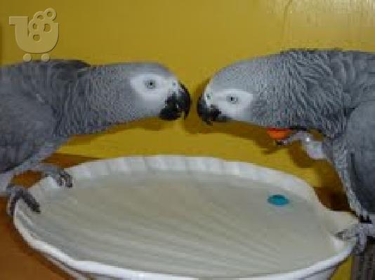 PoulaTo: two lovely african grey parrots for adoption